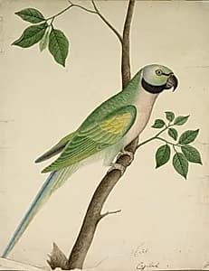 Green Parrot by Unknown Artist