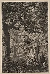 In the Woods