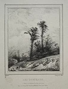 Landscapes:  Young Elm Trees