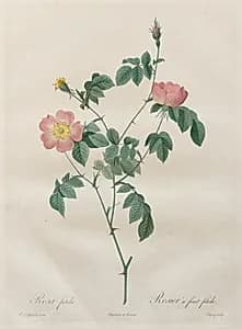 Les Roses:  Rosa indica by Henry Joseph Redouté (French, 1766–1853)
