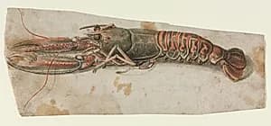 Lobster (recto) by Anonymous