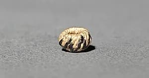 Miniature Round Basket by Unknown Artist