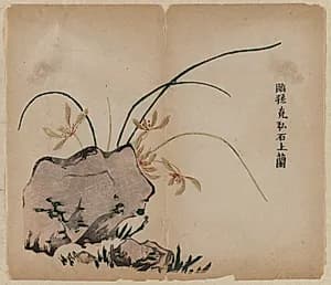 Orchid on Rocks by Unknown Artist