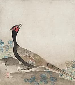 Pheasant