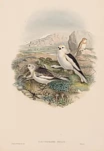 Plectrophanes Nivalis by John Gould (British, 1804–1881)
