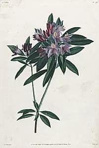 Pontic Rhododendron by Jean Louis Prévost