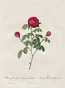 Provence or French Rose by Henry Joseph Redouté (French, 1766–1853)