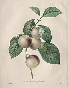 Reine Claude Plum by Henry Joseph Redouté (French, 1766–1853)