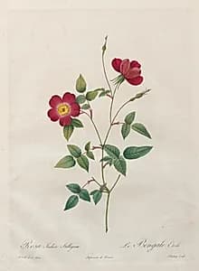 Rosa Indica Stelligera by Henry Joseph Redouté (French, 1766–1853)