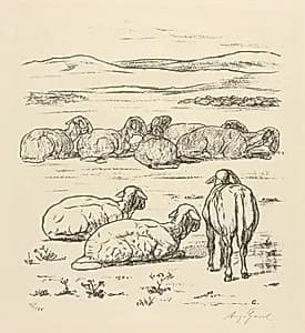 Sheep