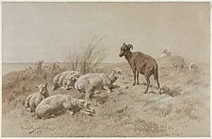 Sheep by Rosa Bonheur (French, 1822–1899)