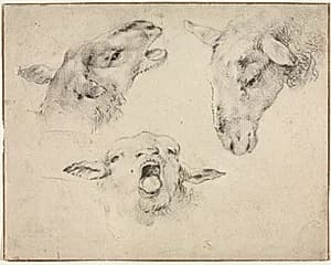 Sheep Heads by Wouter Verschuur (Dutch, 1812–1874)