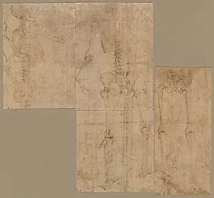 Skeleton by Battista Franco (Italian, c. 1510–1561)