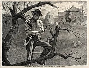 Spring Farm Work - Grafting by Winslow Homer (American, 1836–1910)
