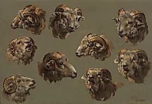 Studies of Ram Heads by Unknown Artist