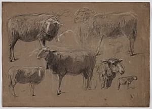 Studies of Sheep by Anton Mauve (Dutch, 1838–1888)