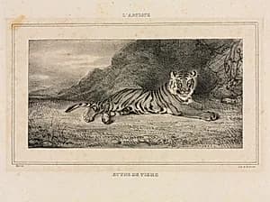 Study of a Tiger by Antoine-Louis Barye (French, 1796–1875)