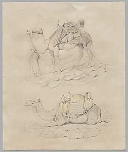Study of Camels by Unknown Artist