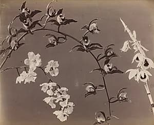 Study of Orchids by Unknown Artist