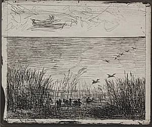 Swamp with Ducks
