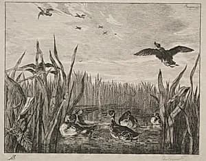 Teal by Félix Bracquemond (French, 1833–1914)