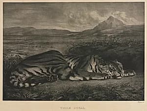 Tigre Royal by Eugène Delacroix (French, 1798–1863)