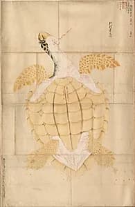 Tortoise by Unknown Artist