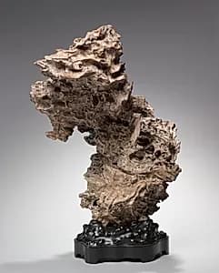 Tree Root by Unknown Artist