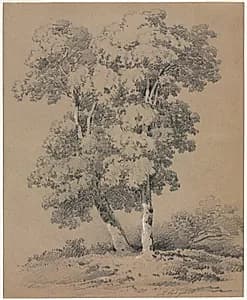 Tree Study by Jules Coignet (French, 1798–1860)
