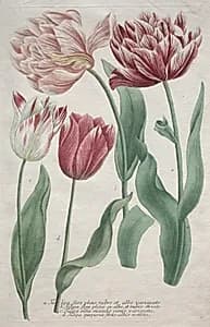 Tulips by Bartholomaus Seutter (German, 1678–1754)