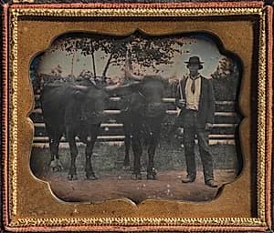 Two Oxen and Driver by Unknown Artist