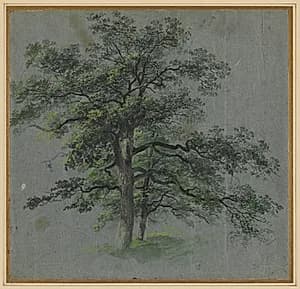 Two Trees (recto) by Johann Jacob Dorner (German, 1775–1852)