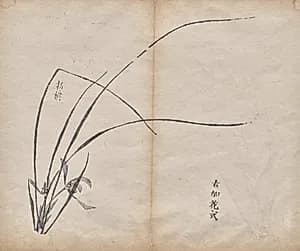 Untitled by Unknown Artist