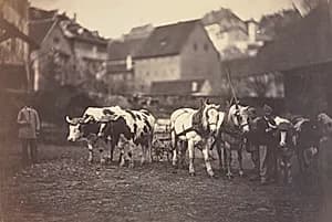 Untitled (Farm Animals) by Adolphe Braun (French, 1812–1877)