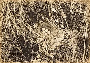 Yellowhammer Nest with Eggs by Richard Tepe (Netherlandish, 1864–1952)
