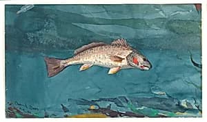 Channel Bass
