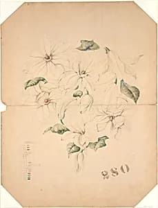 Design Drawing for Magnolia Vase by Tiffany & Co.