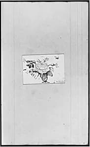 Flower (from Sketchbook) by John William Casilear