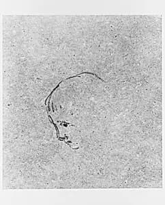 Head of a Boy by James McNeill Whistler