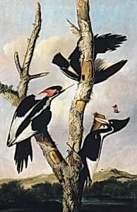 Ivory-billed Woodpeckers by Joseph Bartholomew Kidd|John James Audubon
