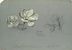 Magnolia Conspicua by Tiffany & Co.