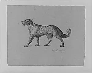 Newfoundland Dog (from Sketchbook) by Thomas Sully