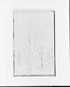 Sketches of Trees (from Sketchbook) by Albert Bierstadt