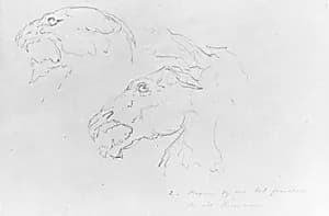 Sketches of Two Animal Skulls by William Rimmer