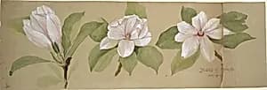 Studies of Magnolias by Tiffany & Co.