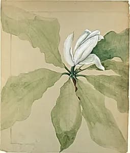 Study of Magnolia Blossom by Tiffany & Co.