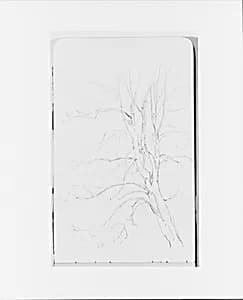 Tree (from Sketchbook) by Albert Bierstadt
