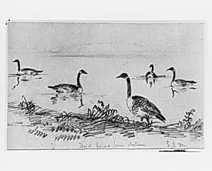 Wild Geese (from McGuire Scrapbook) by Shepard Alonzo Mount