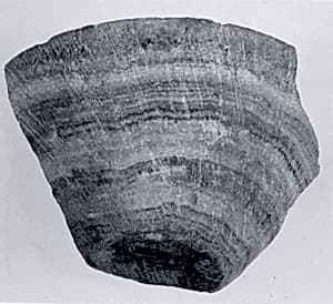 Cup fragment by Unknown Artist