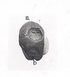 Sealing by Unknown Artist